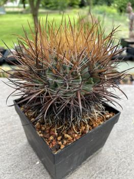 Ferocactus chrysacanthus